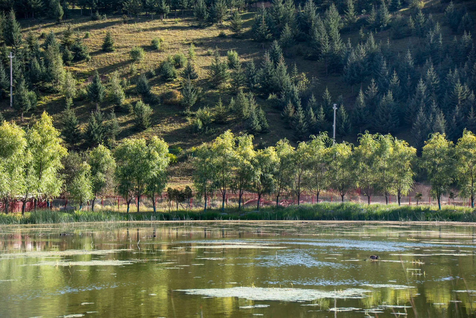 A reed-fringed lake beneath a sunlit hillside of willows and young pines near Lijiang in Yunnan.